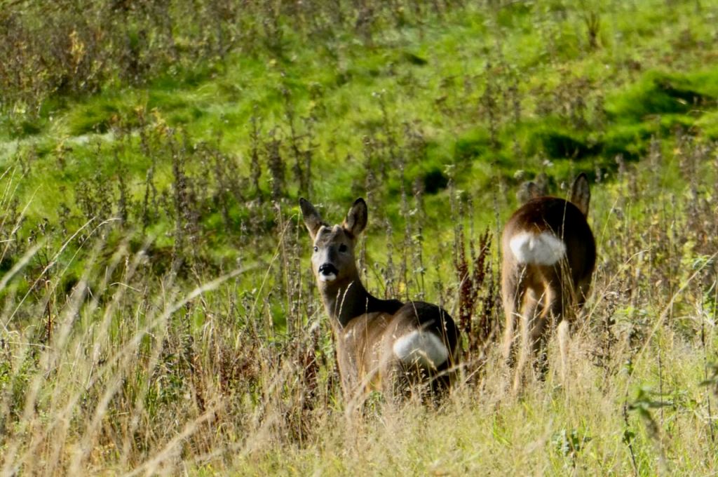 Hurst Road deer, 29/10/25
