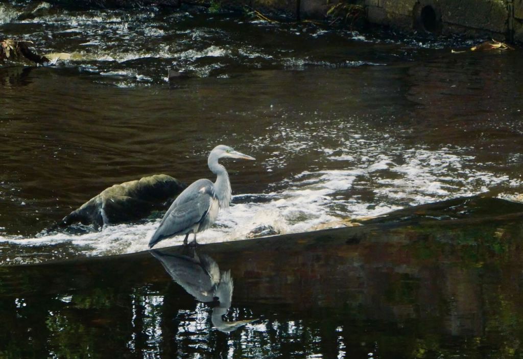 Stalybridge heron, 11/10/25