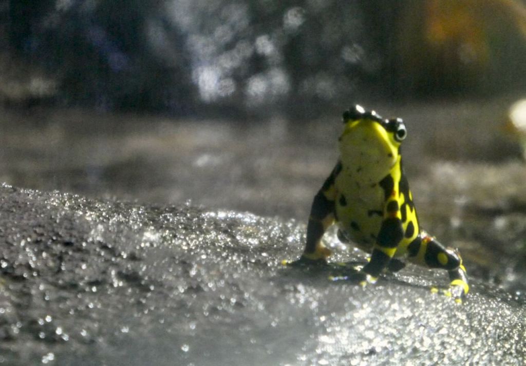 Poison dart frog, 18/11/25