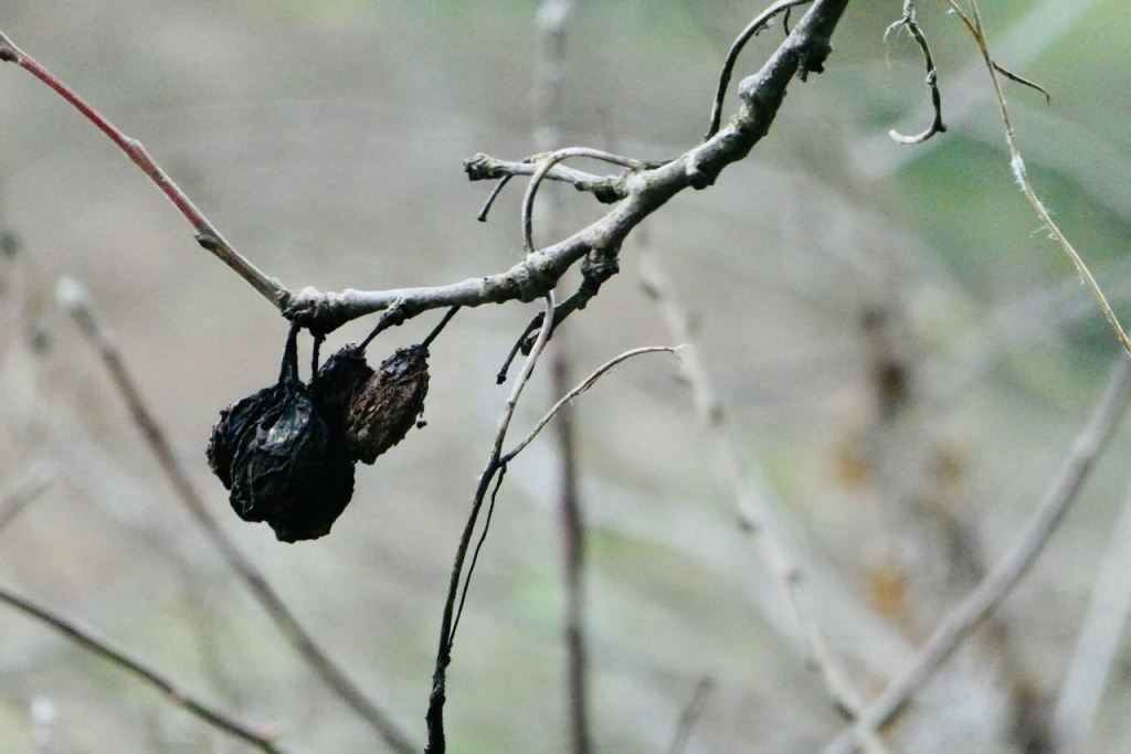 Dead plums, 30/12/25