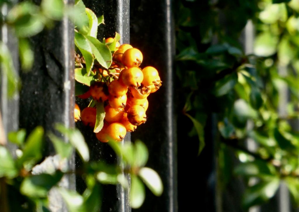 Firethorn berries, 2/12/25