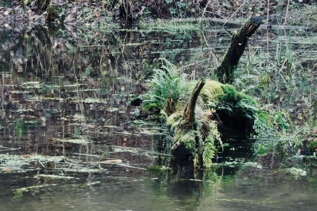 Old millpond, 8/12/25