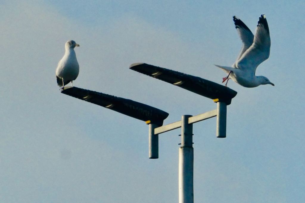 Southwaite seagulls, 28/12/25