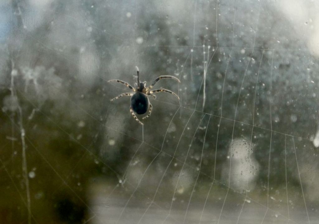 Spider at work, 10/12/25