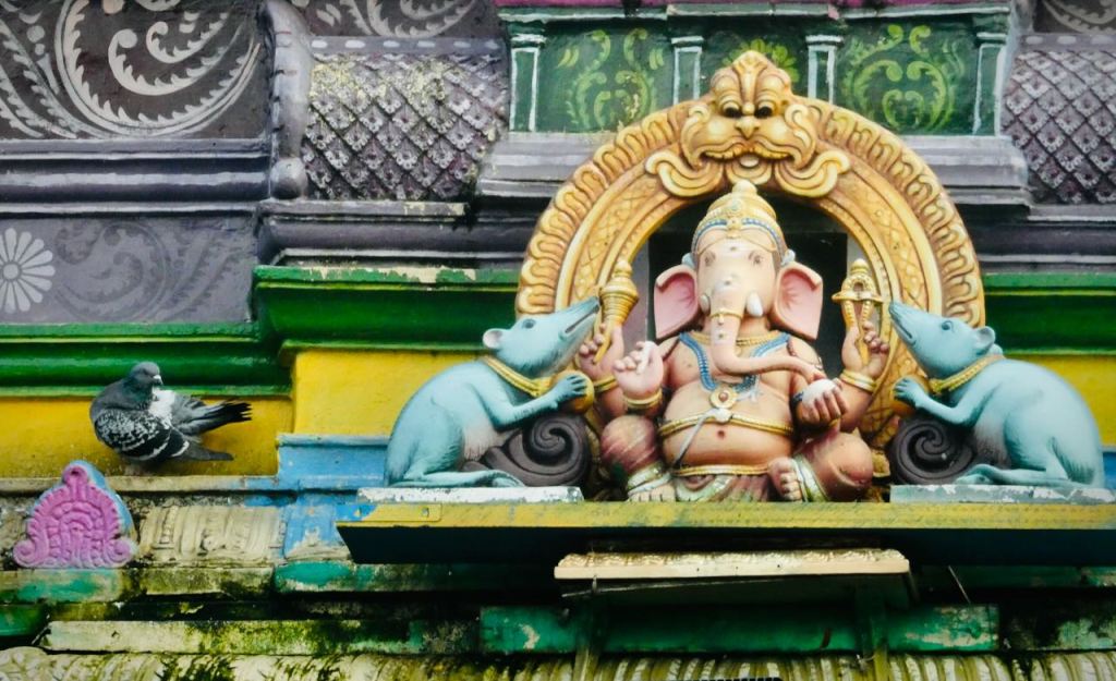 Ganesh with pigeon. 31/1/26