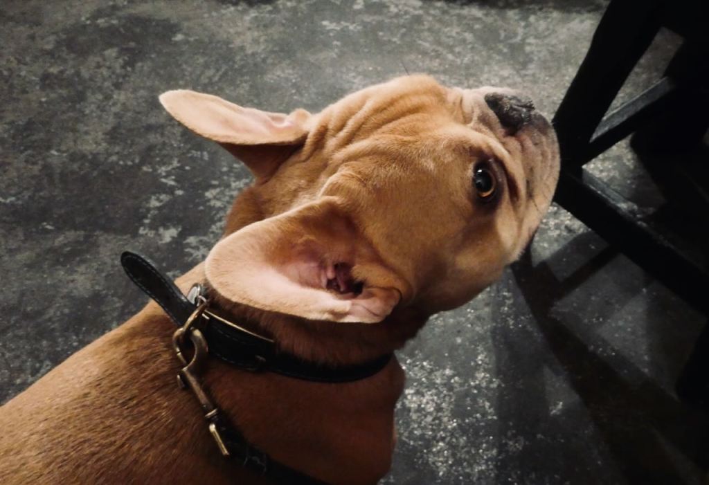 Hugo portrait, 20/1/26