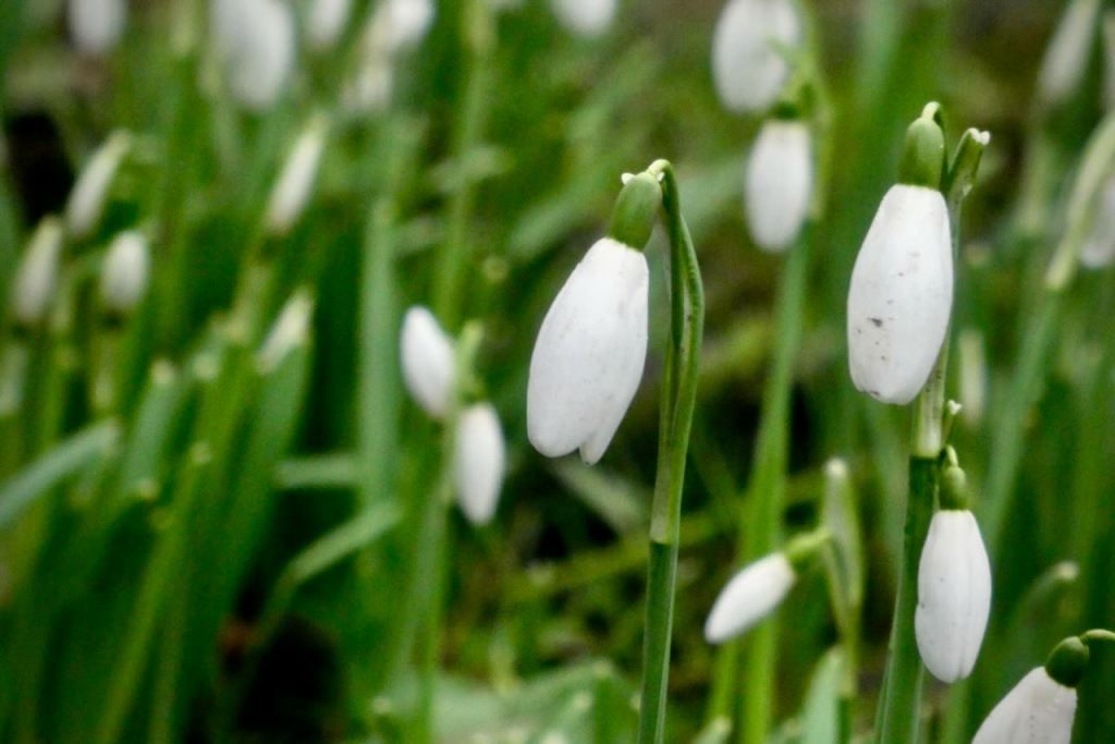 Snowdrops, 22/1/26