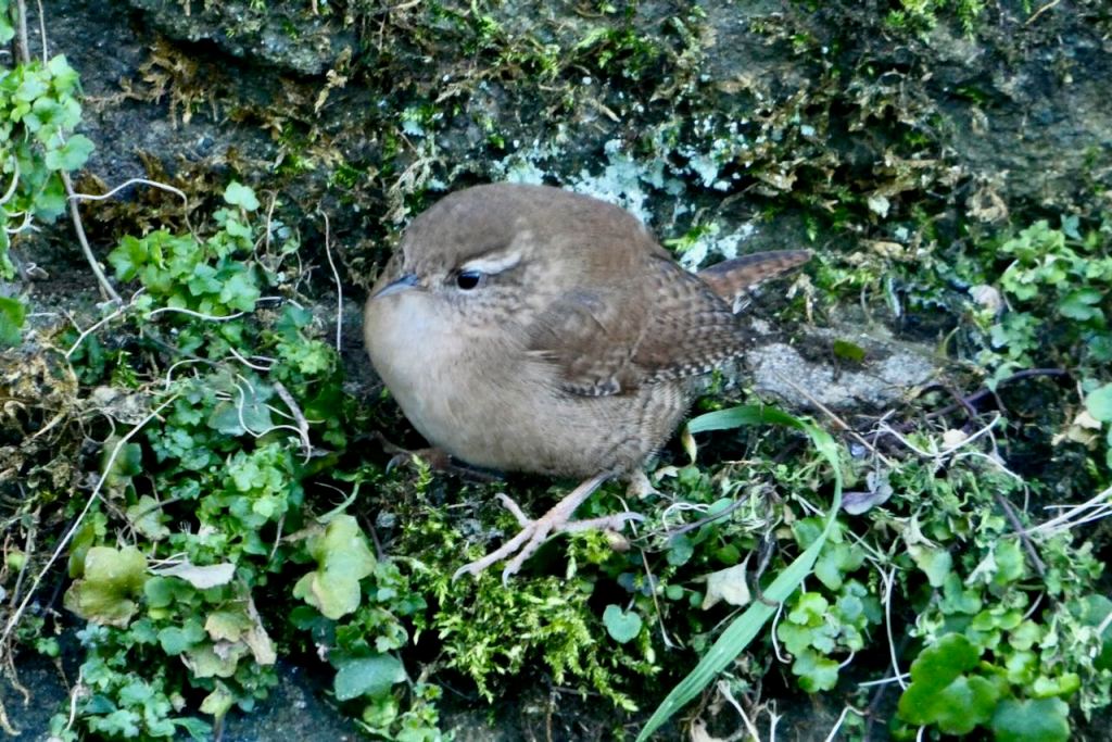 Sparrow on moss, 3/1/26