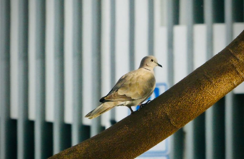Dove and car park, 9/2/26