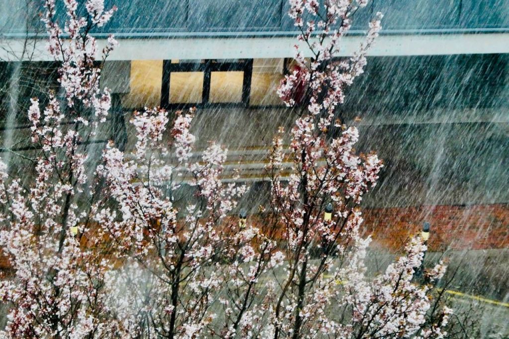 Blossom and hail, 25/3/26