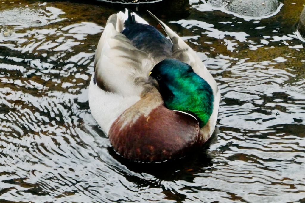 Dozing mallard, 123/26