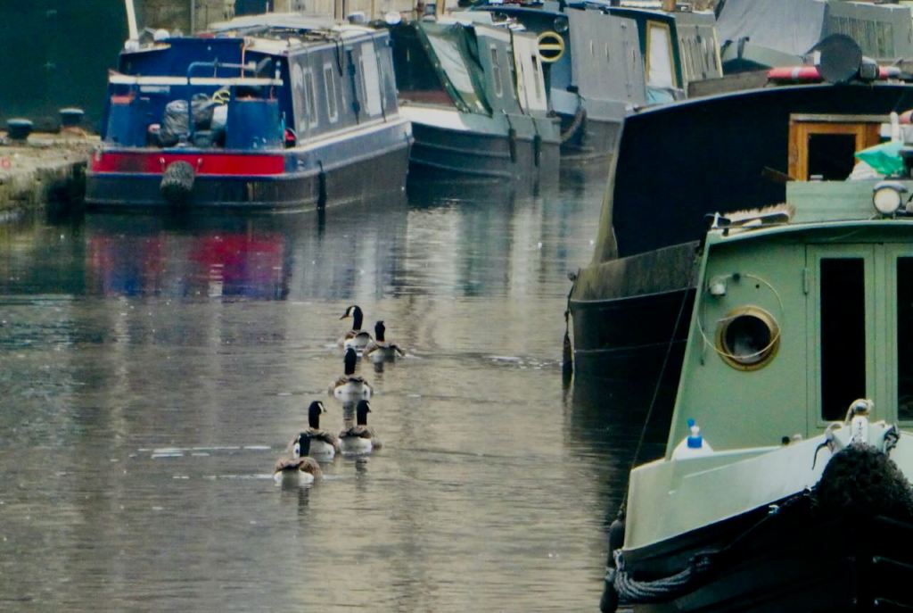 Geese on canal, 22/3/26