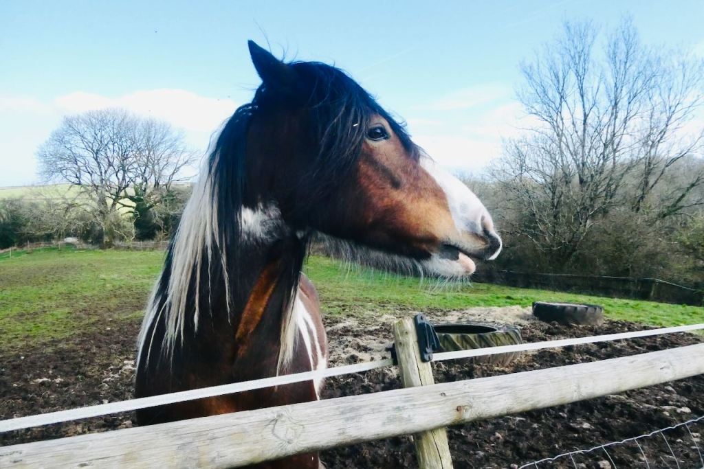 Horse at Hollybush Farm, 17/3/26