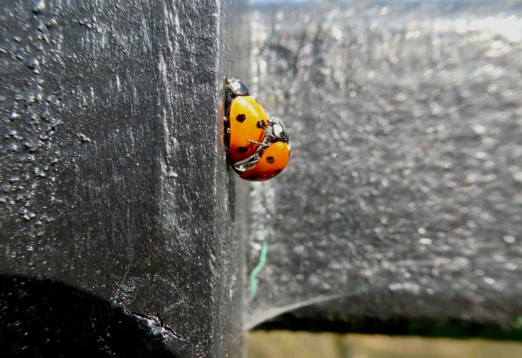 Ladybird love, 21/3/26