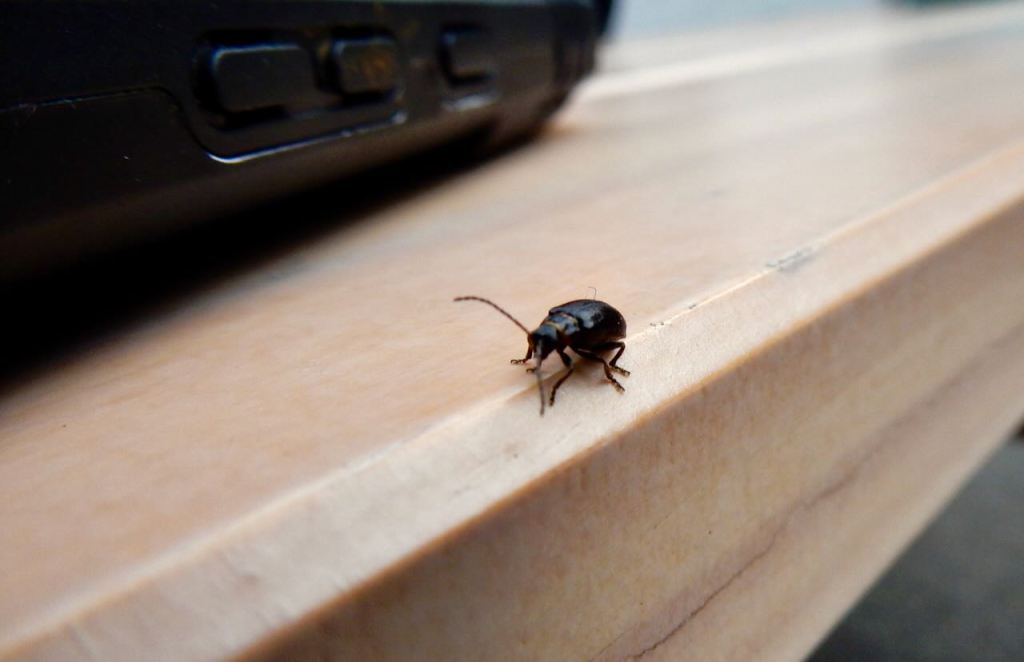 Beetle and phone, 26/4/26