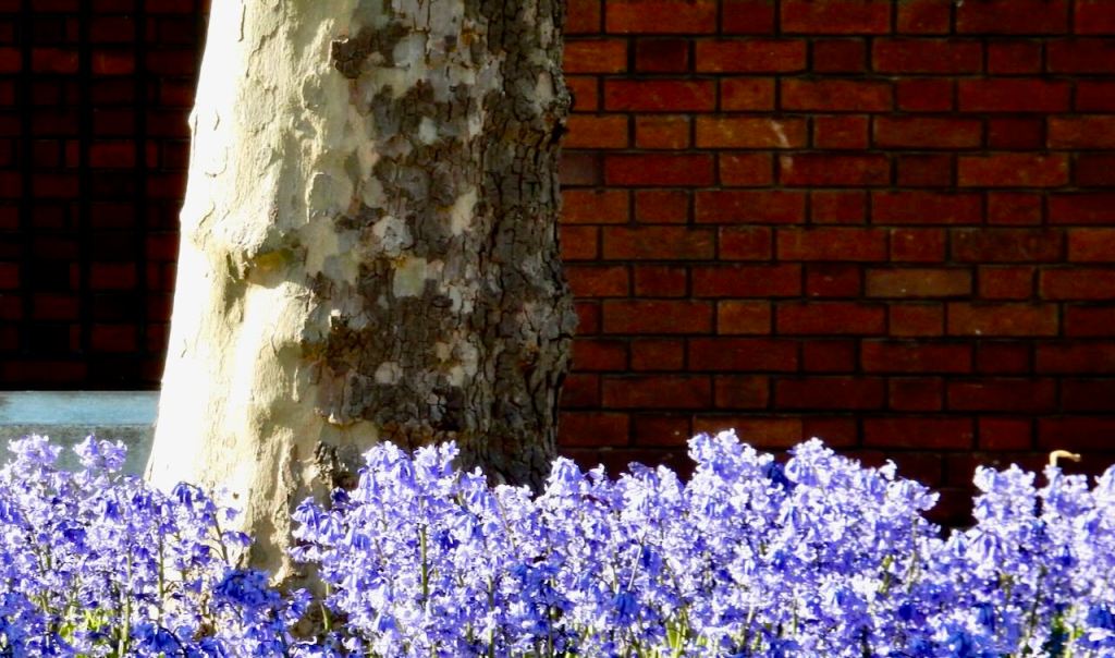 Bluebells, wall, tree, 21/4/26