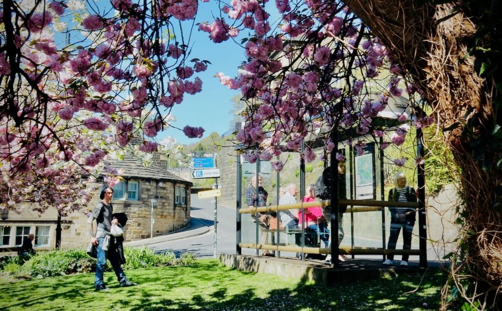 Bus stop and blossom, 24/4/26