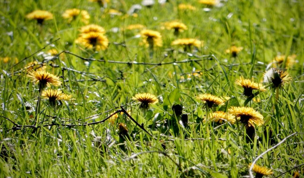 Dandelion season, 19/4/26