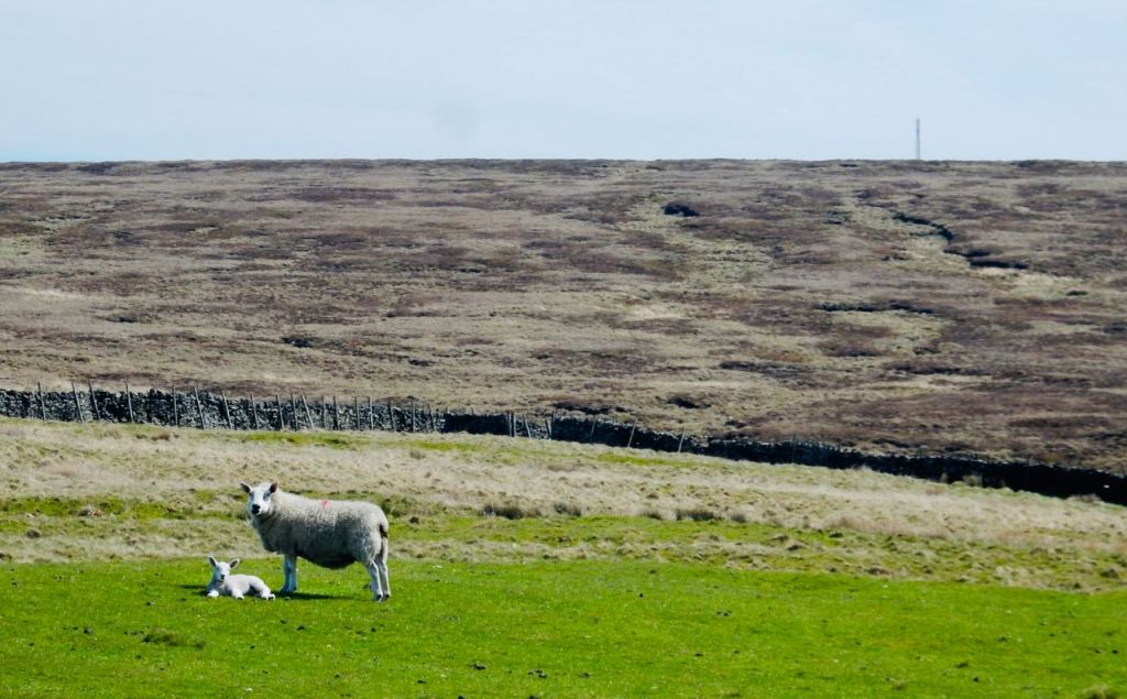 Ewe, lamb and moor, 25/4/26