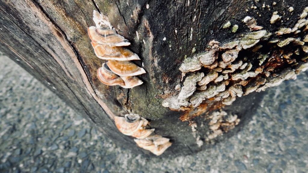 Fungus barstool, 10/4/26