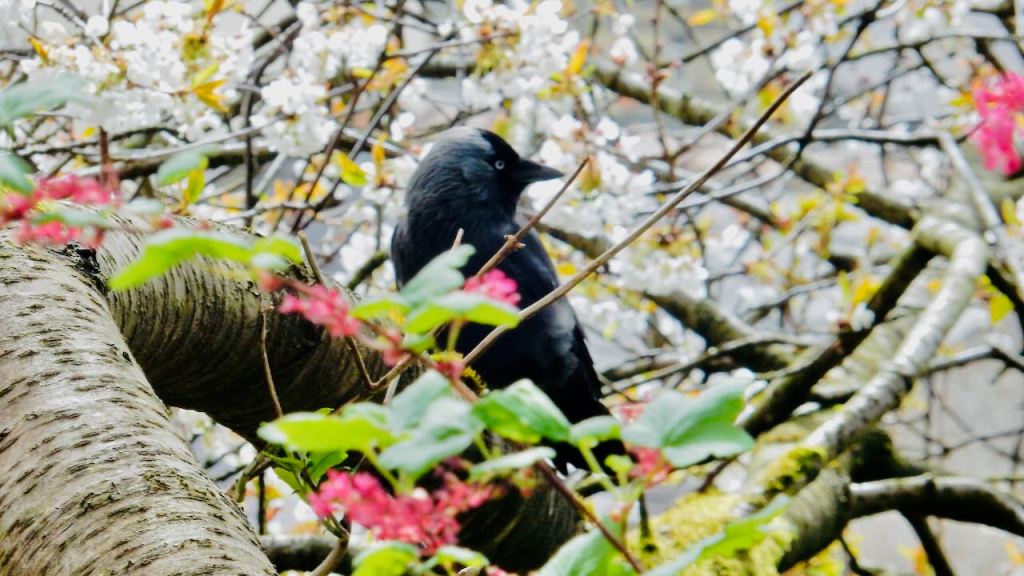Jackdaw in blossom, 12/4/26