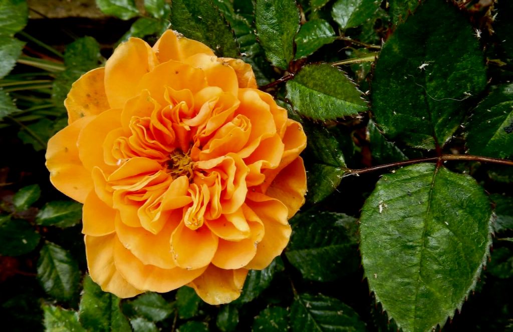 Crinkly rose, 19/5/26