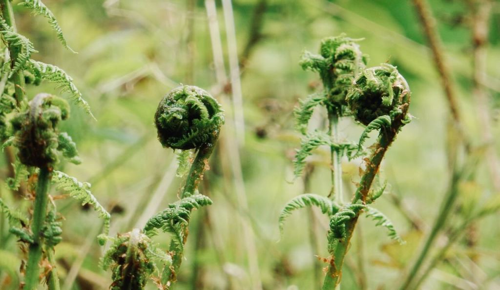 Fern aliens, 3/5/26