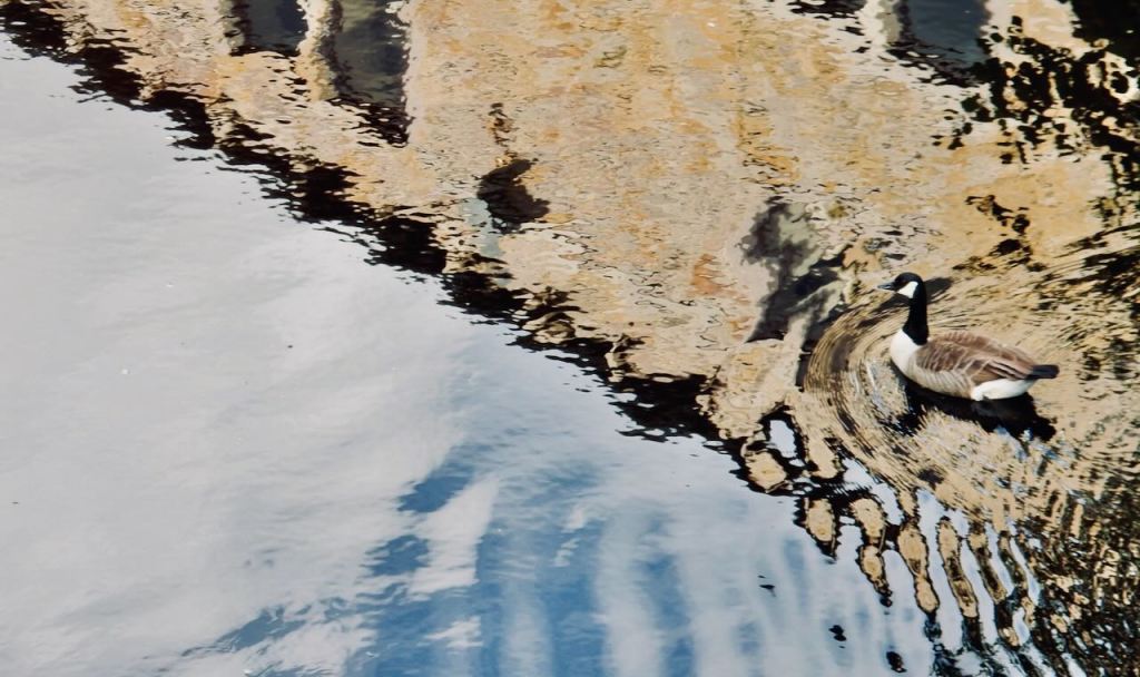 Goose and reflection, 14/5/26