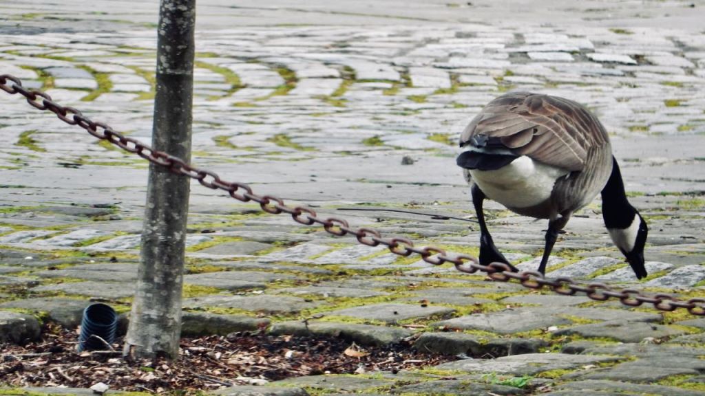 Goose on marina, 20/5/26