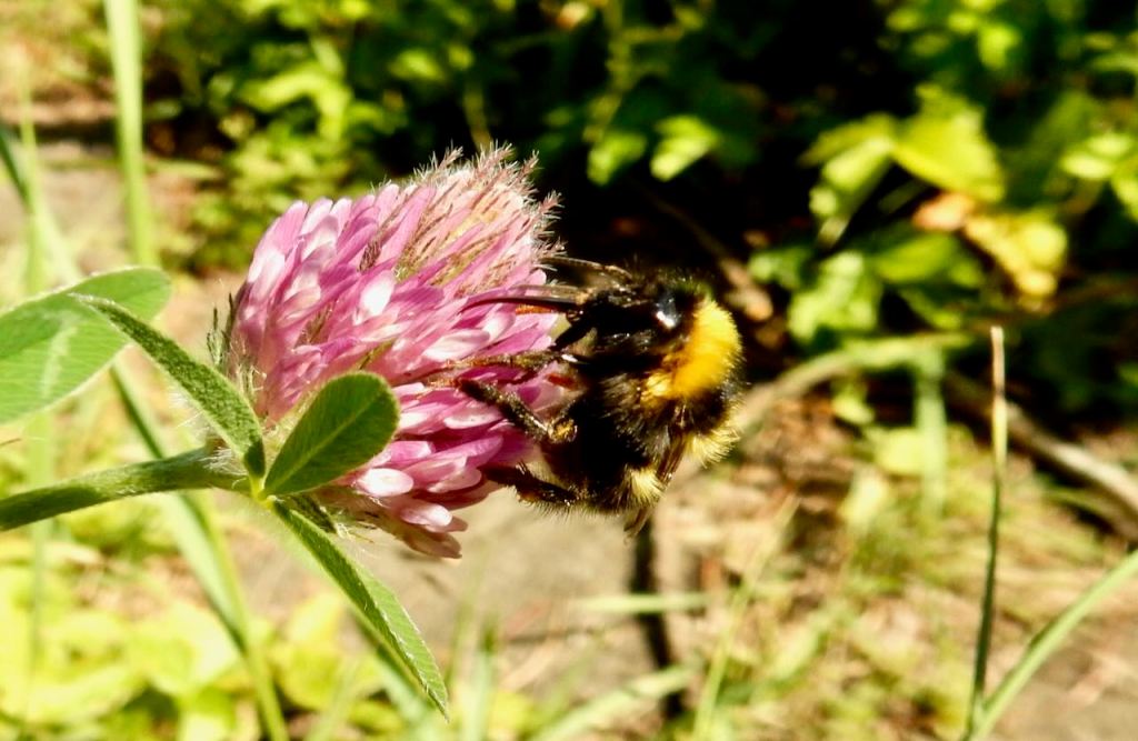 Bee on flower, 8/6/26