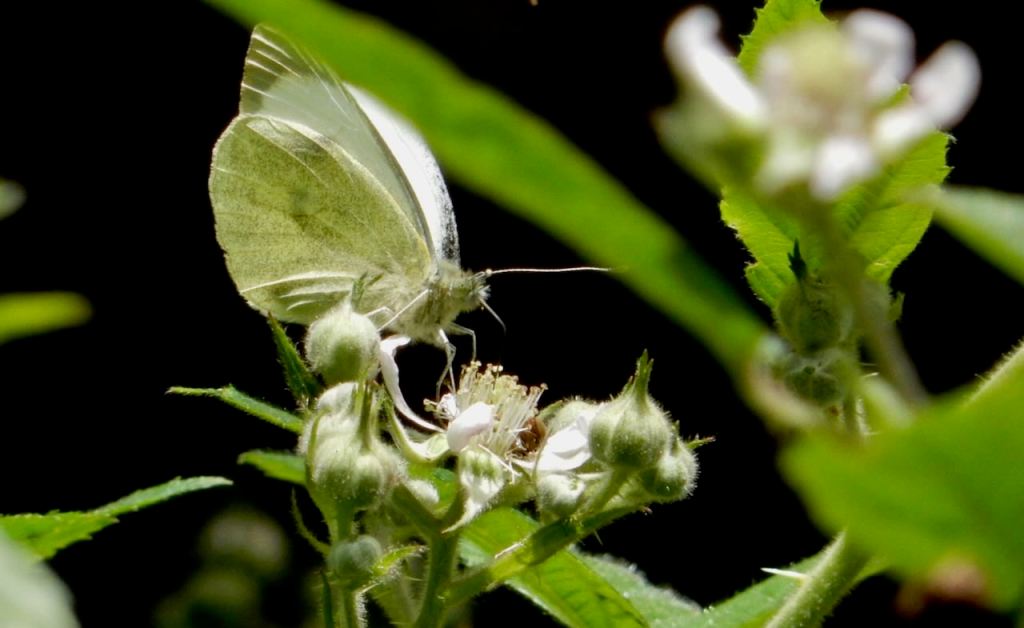 Butterfly part obscured, 14/6/26