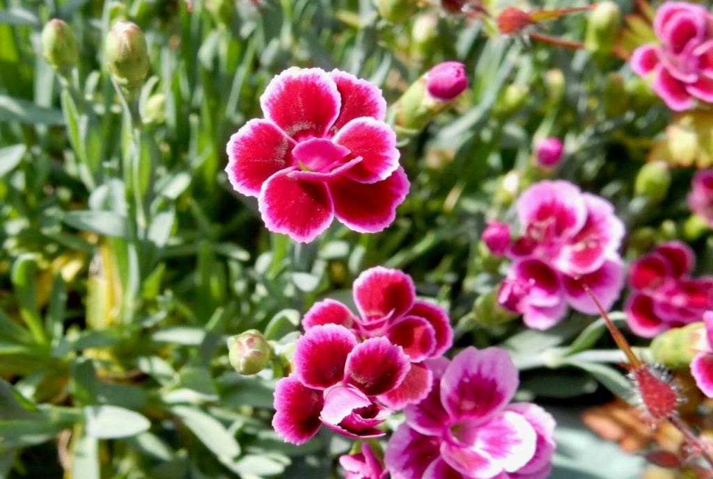 Dianthus, 15/6/26