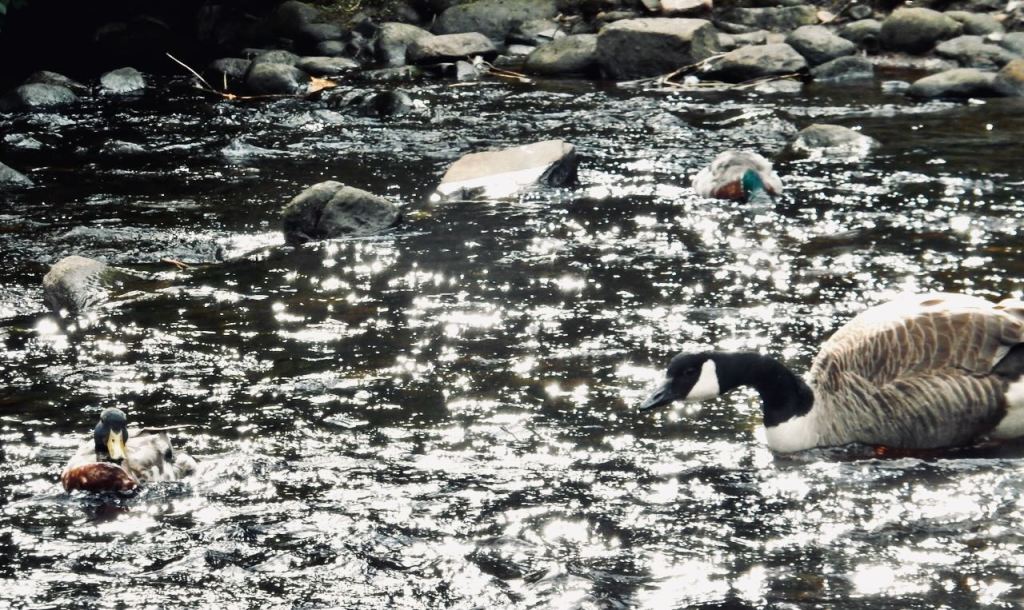Goose and duck, 13/6/26