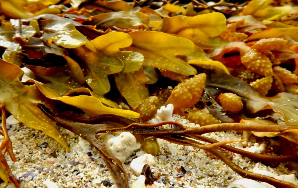Kelp, 24/6/26