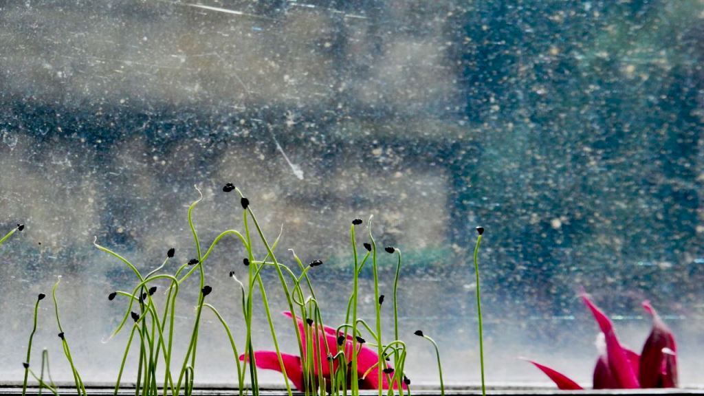 Leeks and grubby window, 4/6/26