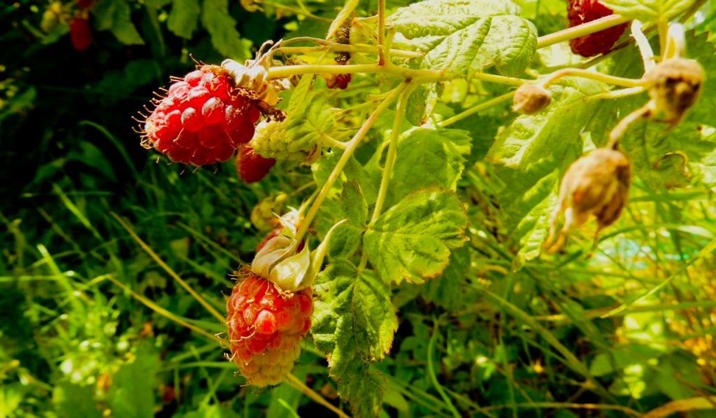 Loganberries, 27/6/26