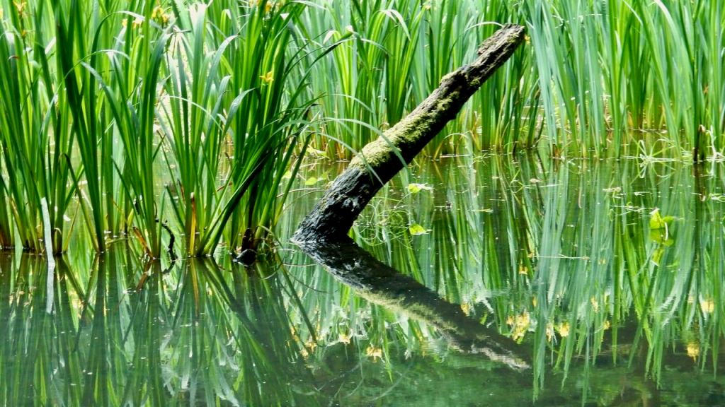 Mill pond rushes, 6/6/26
