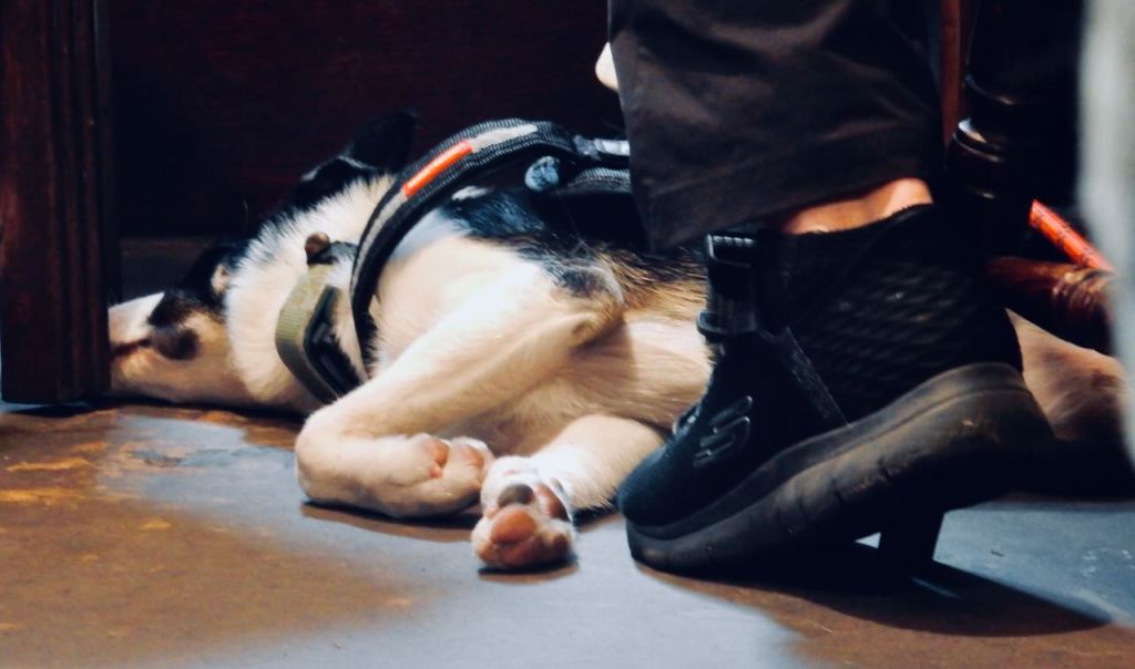 Crashed out dog, 26/7/26