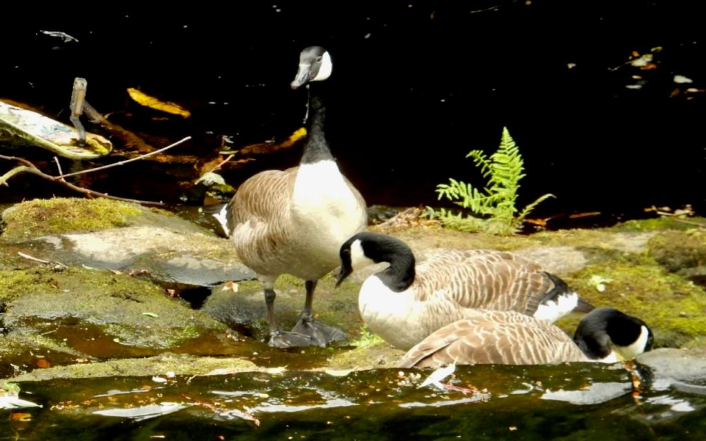 Geese lunching, 2/7/26
