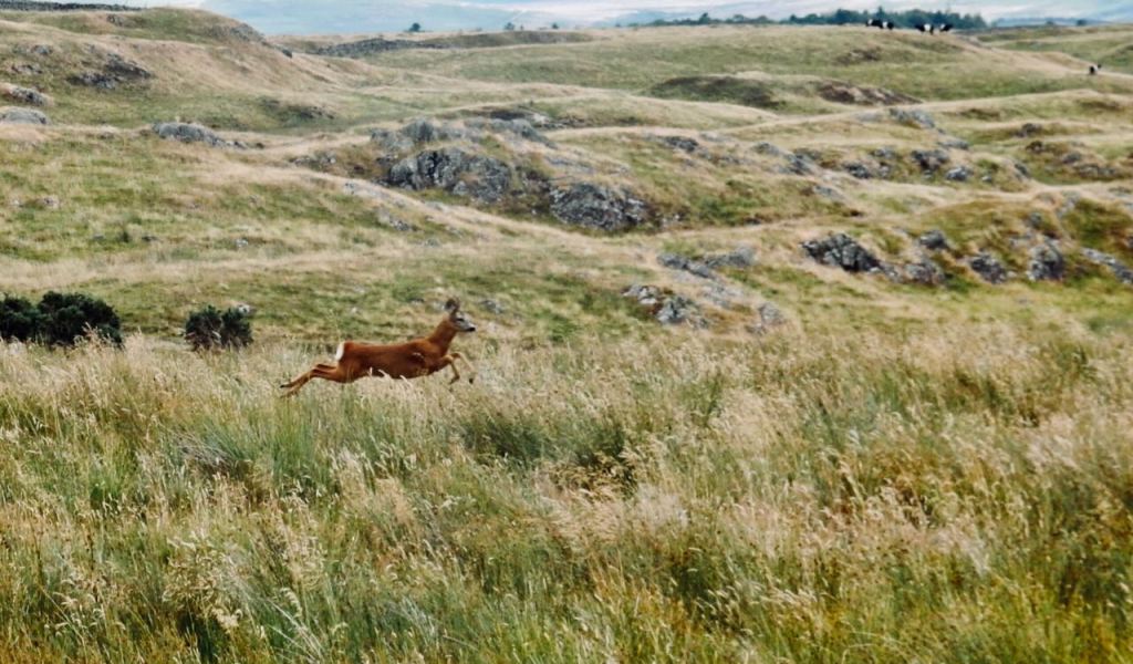 Leaping deer, 24/7/26