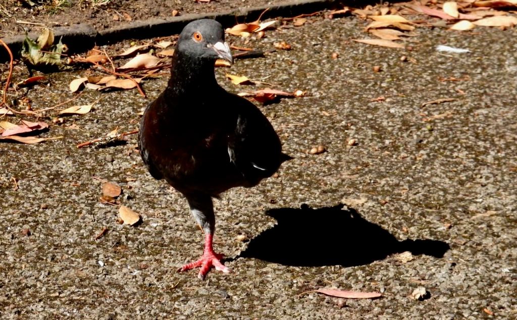 One-legged pigeon, 9/7/26