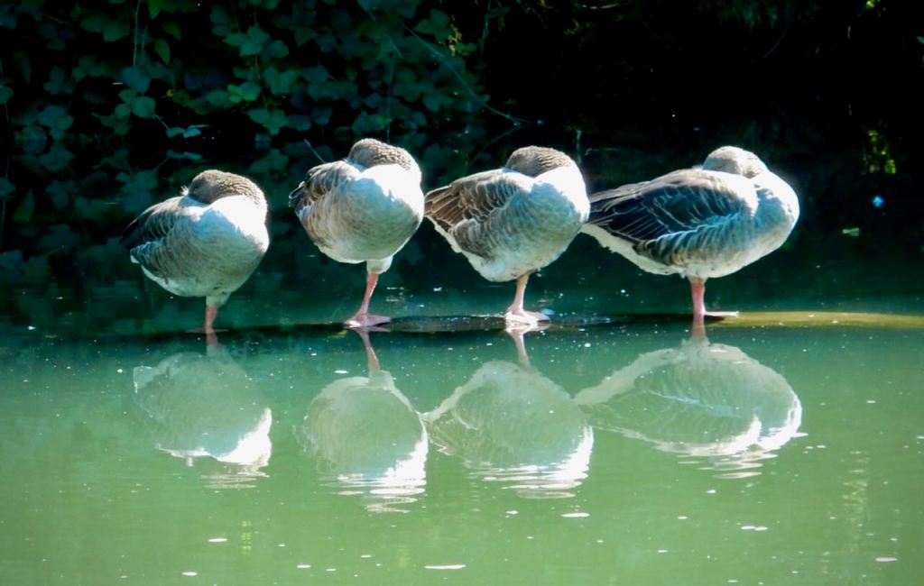 Four geese sleeping, 23/8/26