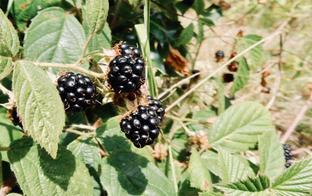 Blackberries, 3/8/26