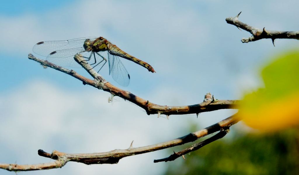 Oxford dragonfly, 19/8/26