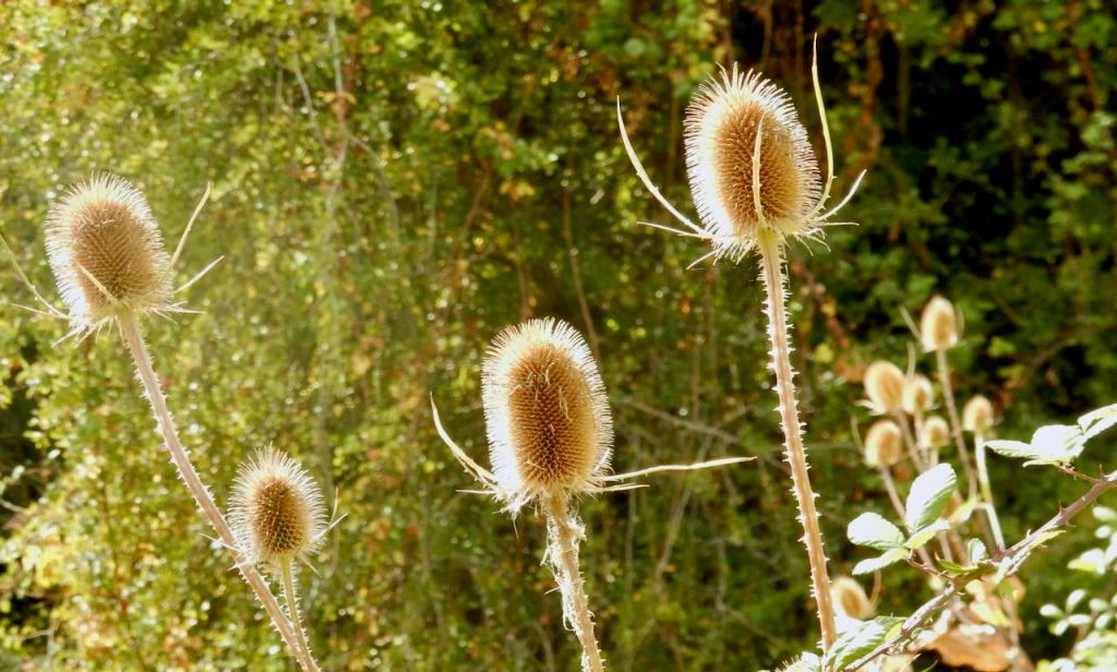 Teasels, 21/8/26