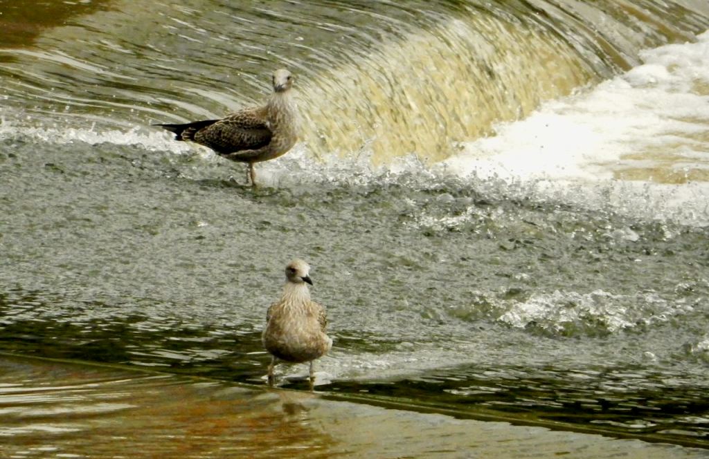 Chester weir gulls, 31/8/26