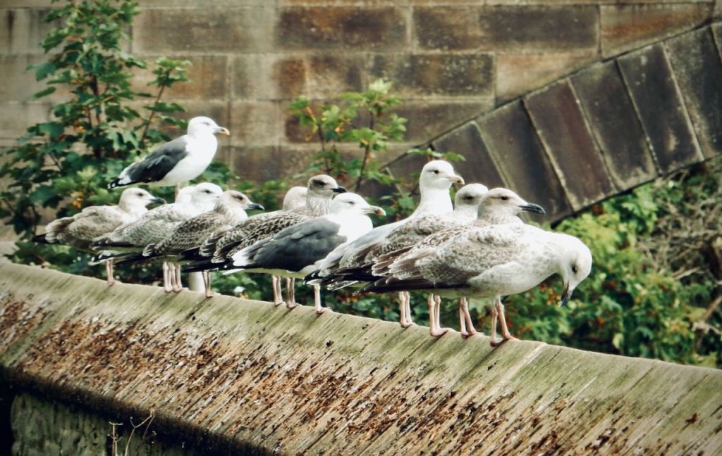 Gulls by Ribble, 6/9/26