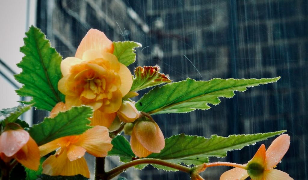 Rain and roses, 27/9/26