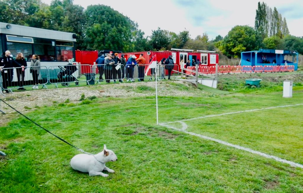 Dog at Dearne, 17/10/26