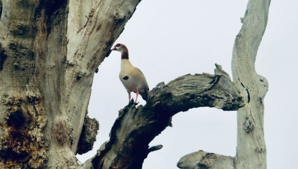 Duck on dead tree, 29/10/26